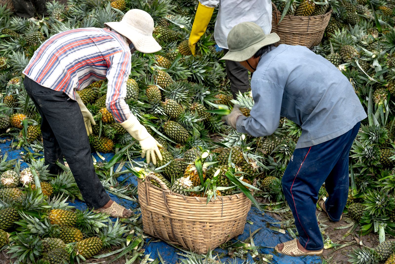 Two farmers picking ripe pineapples into a woven basket on a plantation